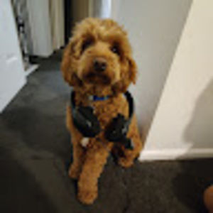 Meet your Posher, Alys